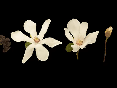 White Magnolia Plant With Blooming Flowers Bud And Black Seeds 3d model