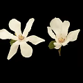 White Magnolia Plant With Blooming Flowers Bud And Black Seeds