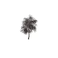 Tall Red Leaf Tree With White Trunk In Black Background And Human Silhouette 3d model