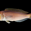 Modern Fish 3d model