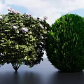 Leafy Shrub With Purple Flowers And Rounded Green Shrub In Blue Sky White Clouds
