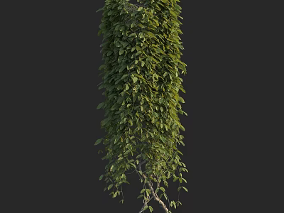 Lush Green Vines With Dense Foliage Hanging Vertically As Natural Decorative Plant 3d model