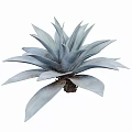 Stunning Green and Blue Agave Plants with Thick Succulent Leaves and Lush Foliage