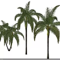 Tall Palm Trees With Lush Green Fronds And Brown Trunks On White Background