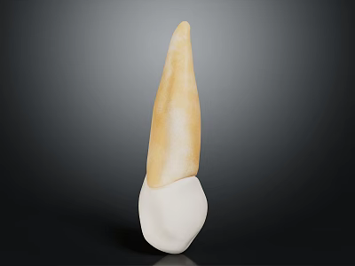 Anatomical Human Tooth Organ 3D Model with White Root and Yellow Crown Structure 3d model