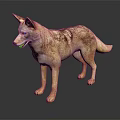 Realistic Coyote 3D Model in Standing Pose on Black Background with Reflection 3d model
