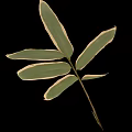 Bamboo Leaves Featuring Vibrant Green Color With Distinct Creamy White Edges