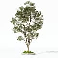 Tall Lush Green Arbor Featuring Branched Trunk And Small Plants At Base