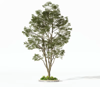 Tall Lush Green Arbor Featuring Branched Trunk And Small Plants At Base 3d model