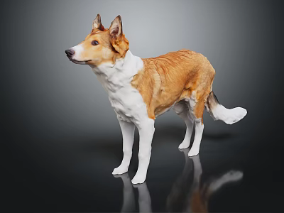 Brown and white dog standing on dark background with reflective floor 3d model