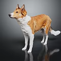 Brown and white dog standing on dark background with reflective floor 3d model