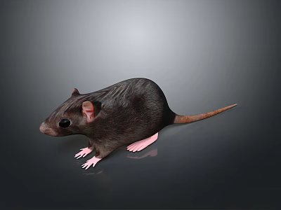 Realistic Dark Fur Mouse With Pink Ears And Long Tail On Gray Background 3d model
