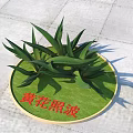 Yellow Flower Zhaobo Plant With Erect Long Leaves On Circular Green Base