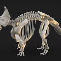 Triceratops Skeleton Display With Detailed Bone Structure And Fossil Features 3d model