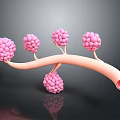 Detailed Biological Tissue System Featuring Branching Structures And Pink Cellular Clusters