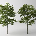 Lush Green Arbor Trees With Dense Foliage Against White Background 3d model