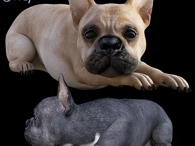 Light Brown And Dark Gray French Bulldogs In Relaxed Lying Pose 3d model
