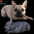 Light Brown And Dark Gray French Bulldogs In Relaxed Lying Pose