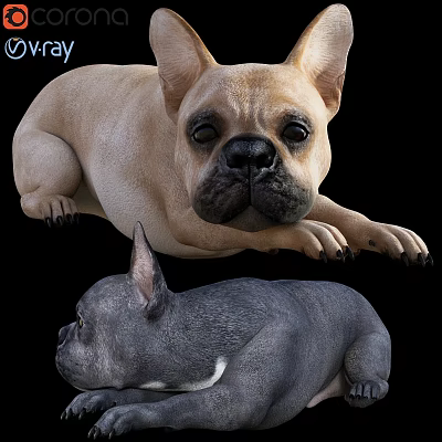 Light Brown And Dark Gray French Bulldogs In Relaxed Lying Pose 3d model Light Brown And Dark Gray French Bulldogs In Relaxed Lying Pose 3d model