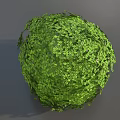 Spherical Green Bush With Lush Leafy Foliage In Round Shape Design