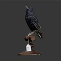 Black Bird Standing On Brown Wooden Base With White Tag