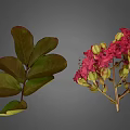 Lush Plant Featuring Dark Green Veined Compound Leaves And Pink Blooming Flowers With Buds