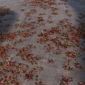 Autumn Fallen Leaves Scattered On Gray Ground With Red And Yellow Colors
