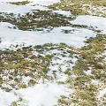 Snow Grass And Fallen Leaves Themed Decorative Ornament Set For Home