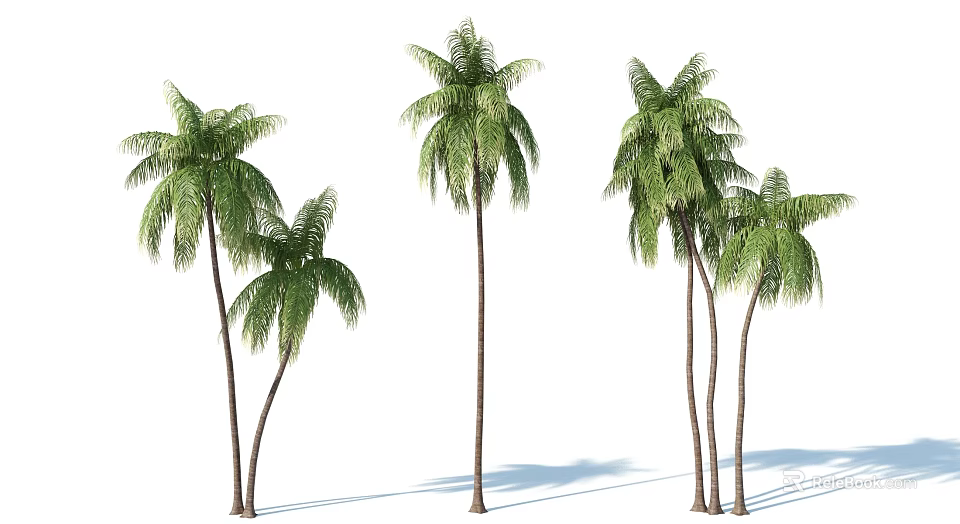 Multiple Palm Trees With Lush Green Leaves And Tall Trunks On White Background 3d model 