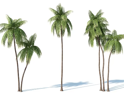 Multiple Palm Trees With Lush Green Leaves And Tall Trunks On White Background 3d model
