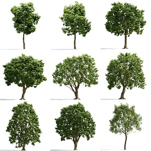 Landscape trees, street trees, big trees 3d model