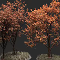 Tall Lush Trees With Vibrant Orange Red Leaves And Grassy Base