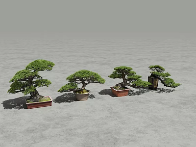 Traditional Pine Bonsai Trees In Different Decorative Pots For Indoor Home Decor 3d model