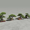 Traditional Pine Bonsai Trees In Different Decorative Pots For Indoor Home Decor