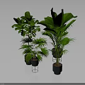 Various Types of Green Leafy Indoor Plants in Black Pots on Stands with Gray Background