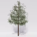 Modern Trees Elemene Trees 3d model