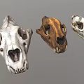 Various Animal Skulls Collection With Different Skeletal Structures And Colors 3d model