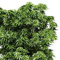Lush Green Bonsai Potted Plants With Dense Foliage And Various Shapes In Black Pots For Indoor Decor