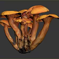 Vibrant Orange Edible Mushrooms Cluster With Fresh Caps And Tender Stems
