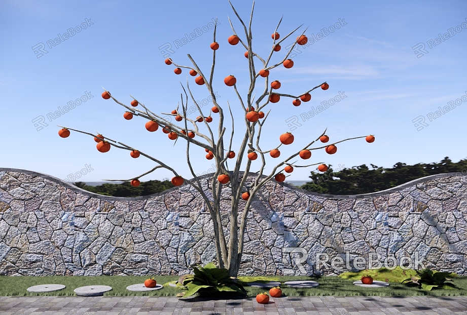 Garden Fruit Tree Orchard Persimmon Tree Landscape Tree Point View Tree Courtyard Landscape model