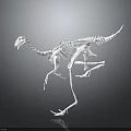 Realistic White Dinosaur Skeleton Structure On Gray Background With Reflection 3d model