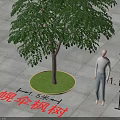 Circular Tree Pit With 8 Meters Tall Heteropanax Fragrans And Square Pavement Tiles
