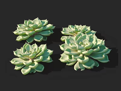 Green Succulent Plants With Plump Leaves And Rosette Shapes Isolated On Black 3d model