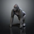 Detailed Realistic Gorilla 3D Model Crouching On Dark Reflective Surface 3d model