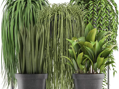 Various Green Potted Plants with Lush Foliage in Modern Black Pots for Indoor Decoration 3d model