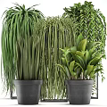 Various Green Potted Plants with Lush Foliage in Modern Black Pots for Indoor Decoration
