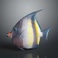 Colorful Tropical Fish with Blue Eyes Orange Mouth Yellow White Stripes on Reflective Gray Background