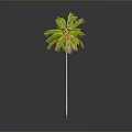 Tall Palm Tree With Slender Trunk And Green Fronds On Gray Background