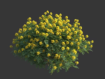 Lush Flower Bush With Bright Yellow Blooms And Green Foliage Perfect For Garden Landscaping 3d model