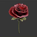 Red Rose With Vibrant Petals And Green Stem On Gray Background